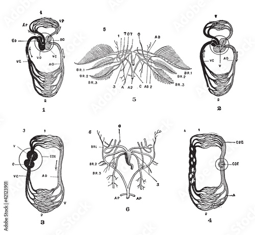 Circulatory System, vintage engraving
