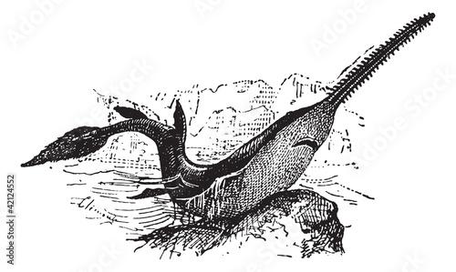 Knifetooth Sawfish or Anoxypristis cuspidata, vintage engraving photo