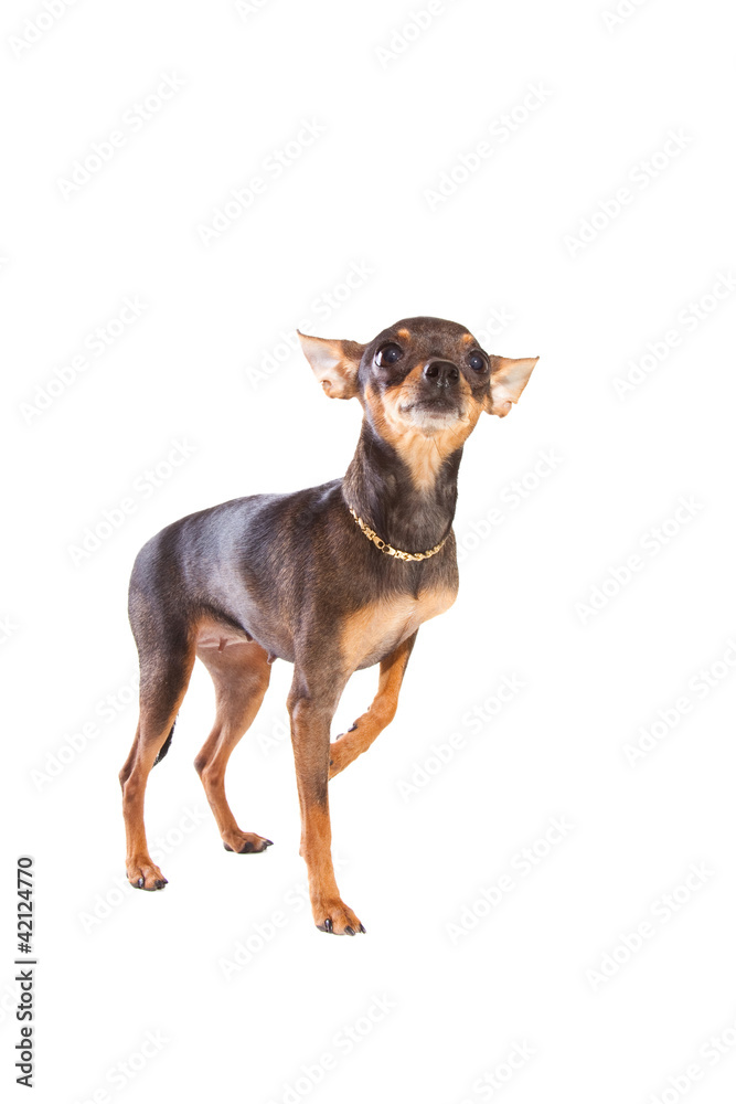 short-haired toy terrier on isolated white