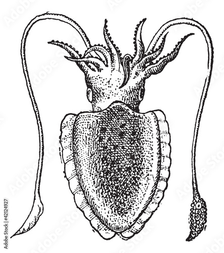 Cuttlefish or Sepia sp., vintage engraving