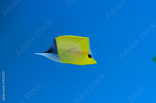 butterflyfish photo