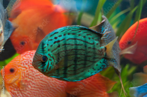 Discus fish photo