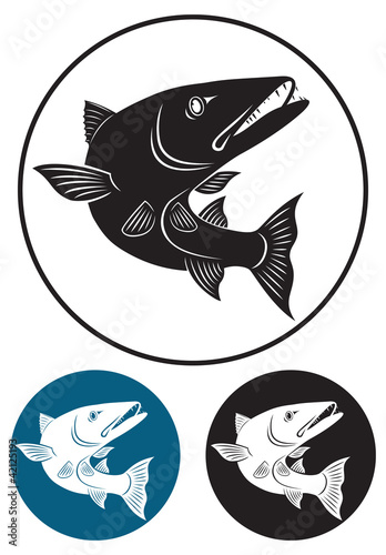 barracuda