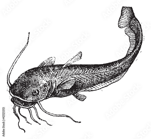 Catfish isolated on white, vintage engraving.