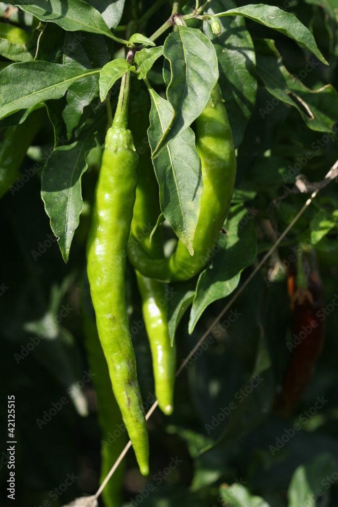 pepper pepper