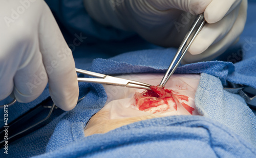 operacion cirugia animal