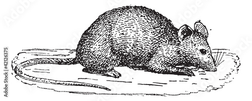Mouse, vintage engraving.