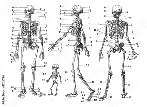 Human skeleton, vintage engraving.