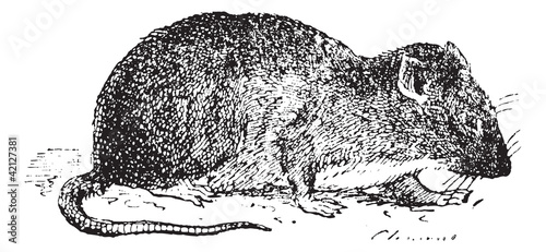 Brown rat  or Sewer rat, vintage engraving.