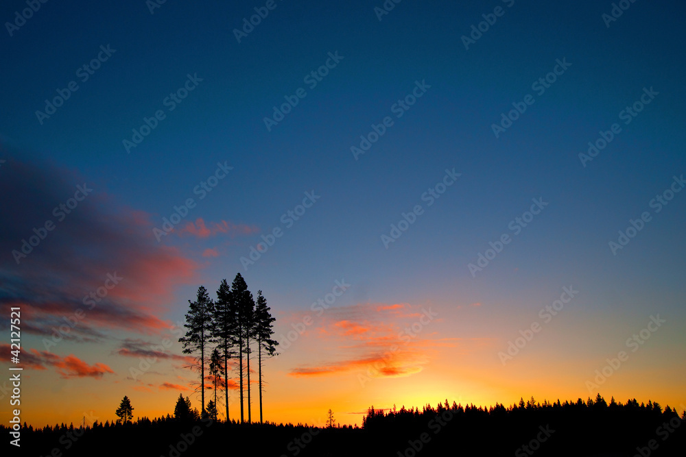 conifer trees on colorful sky at sunset