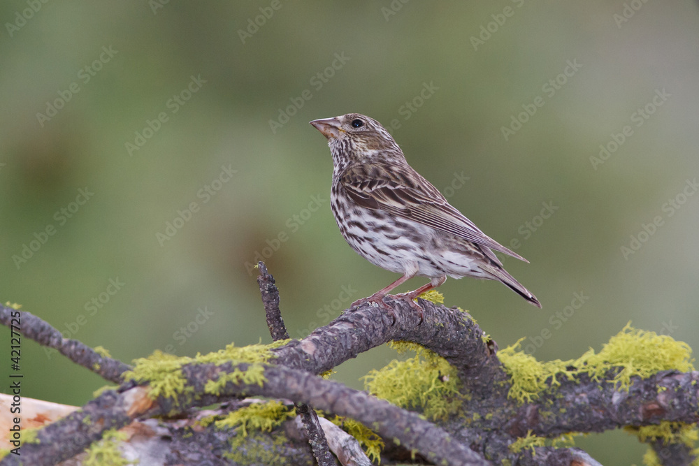 Female Cassin's Finch Female Cassin's Finch