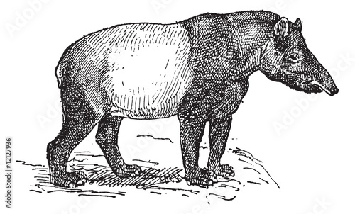 Tapir vintage engraving
