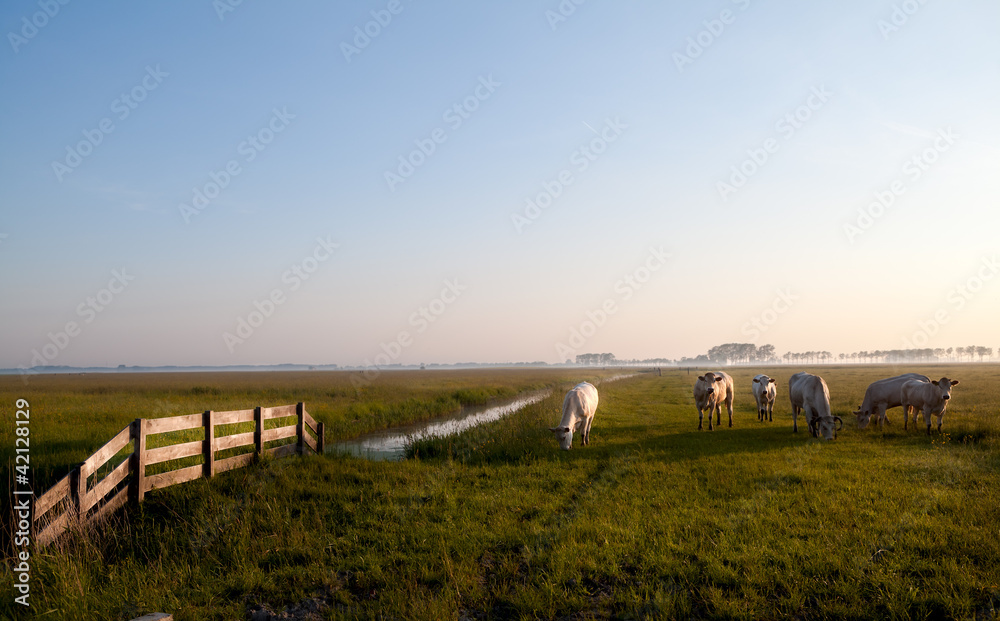 Dutch beige cows on pasture