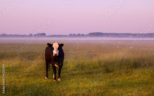 black and white cow on pasture © Olha Rohulya