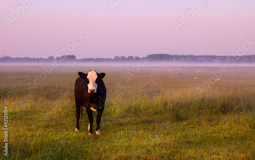 black and white cow on pasture