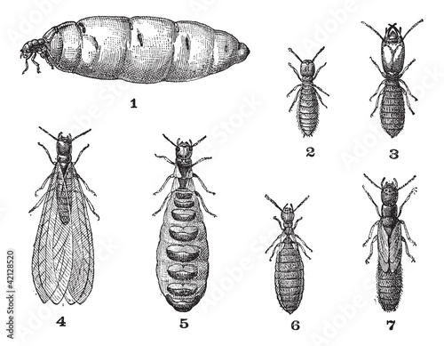 Termites, vintage engraving.