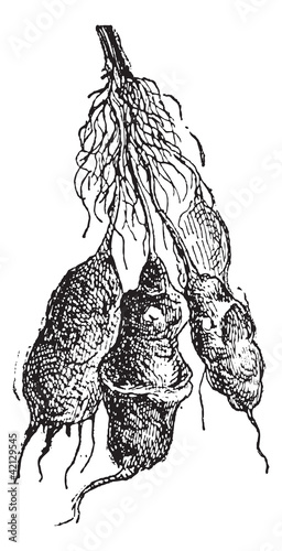 Jerusalem artichoke (Helianthus tuberosus) or sunroot, vintage e