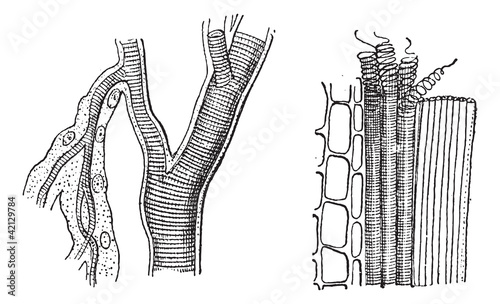 Insect trachea and tracheae plant, vintage engraving.