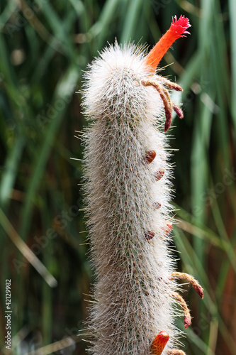 KAKTUS_402_cleistocactus_hyalacanthus photo