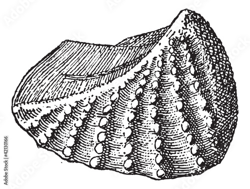Trigonia navis, vintage engraving