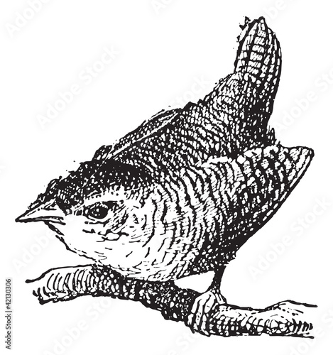 Troglodyte bird, vintage engraving.