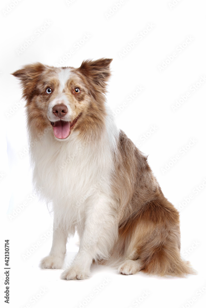 Border collie sheepdog Border collie sheepdog