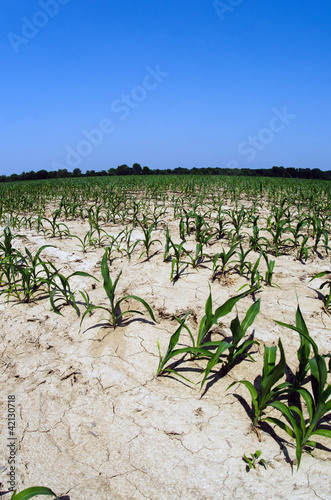 Drought conditions in Illinois corn field
