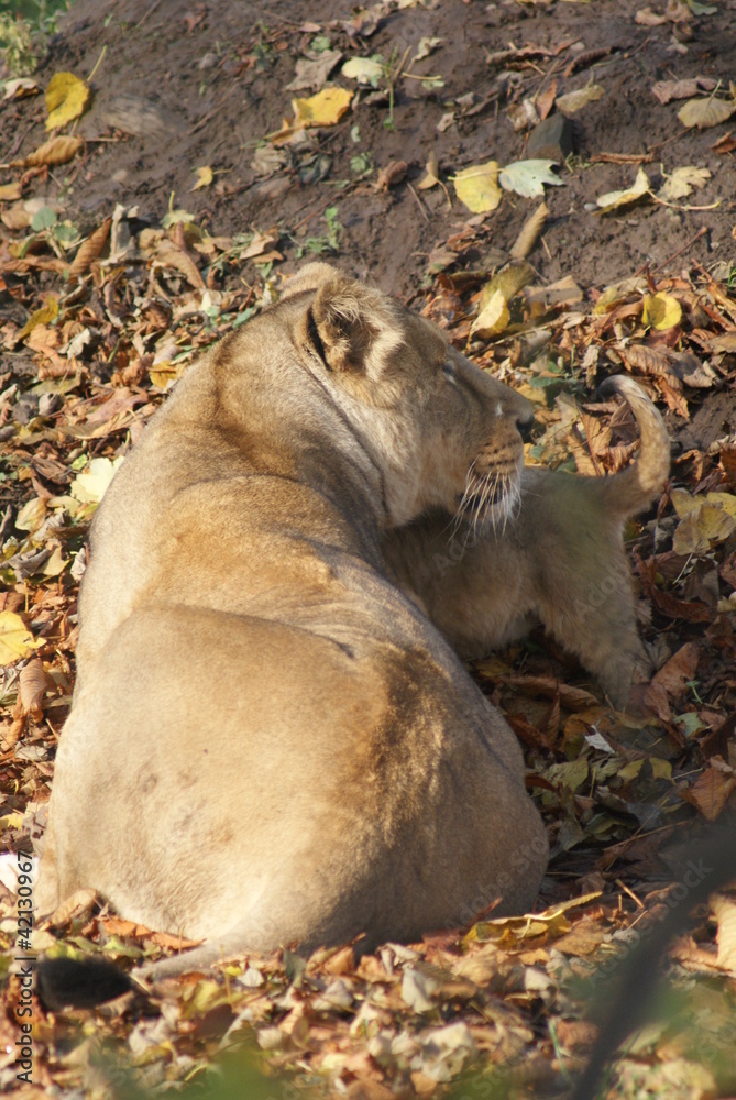 Asiatic Lion Cub - Panthera leo persica Asiatic Lion Cub - Panthera leo persica