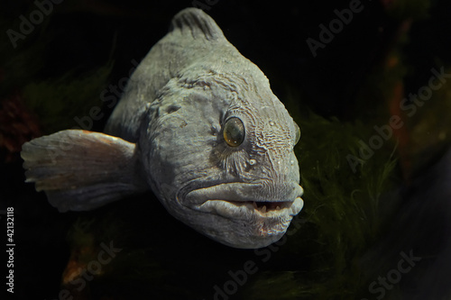 Atlantic wolffish (Anarhichas lupus) photo