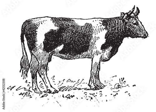 Breton cattle breed, vintage engraving.