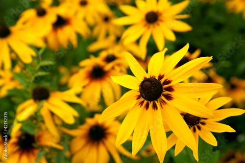 Rudbeckia flowers