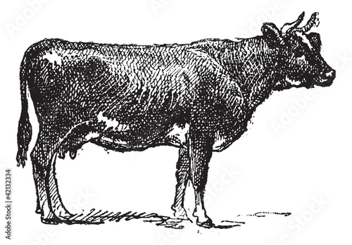 Flemish cattle breed, vintage engraving.