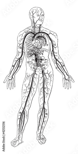 Blood vessels, vintage engraving.