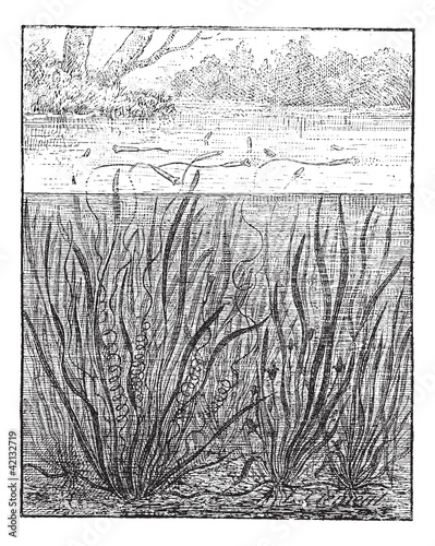 Vallisneria spiralis or Straight Vallisneria, vintage engraving.