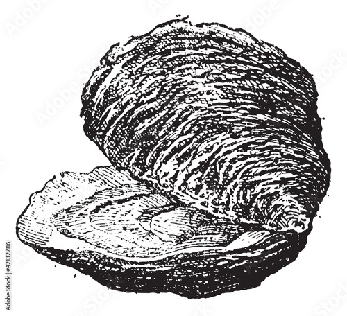 Oyster (bivalve mollusc), vintage engraving.