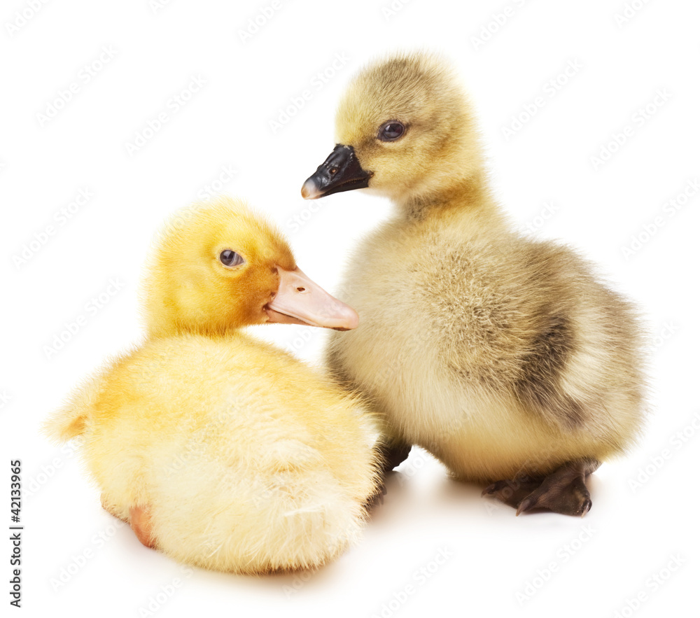 gosling and duckling gosling and duckling