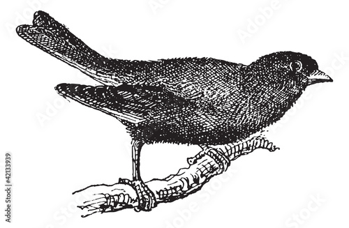Greenfinch or Carduelis chloris, vintage engraving