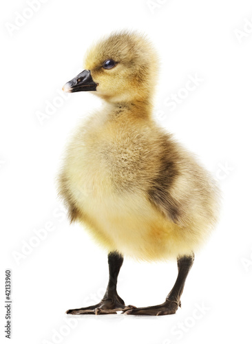 little gosling