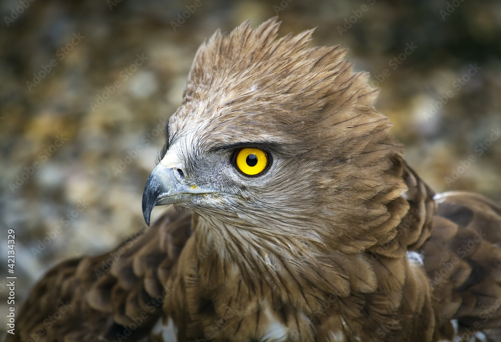 Naklejka premium Toed Eagle. Circaetus gallicus