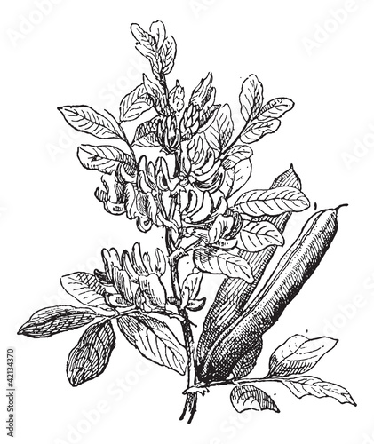 Fava Bean or Vicia faba, vintage engraving