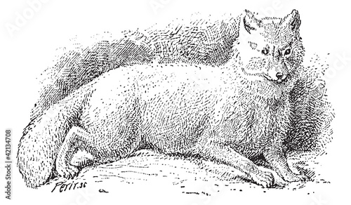 Arctic fox (Vulpes lagopus) or white fox, vintage engraving.