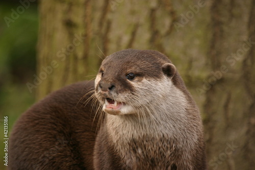 Oriental Small-clawed Otter - Aonyx Cinerea
