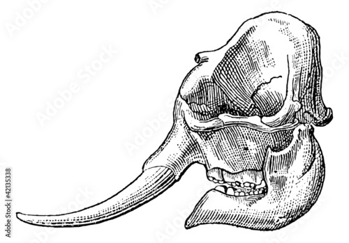 Ivory, elephant tusk, vintage engraving.