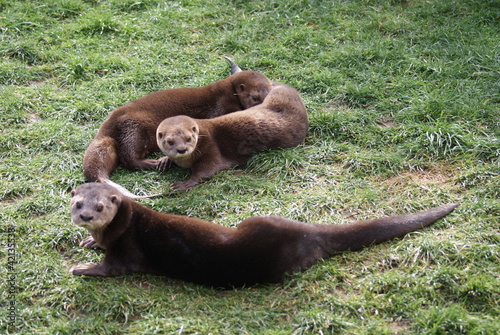 Spot-necked Otter - Hydrictis maculicollis photo