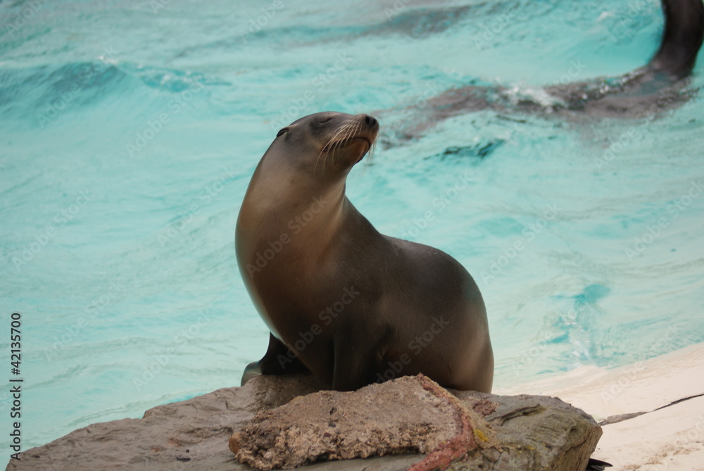 Fototapeta premium Californian Sea Lion - Zalophus californianus