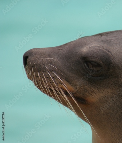 Californian Sea Lion - Zalophus californianus