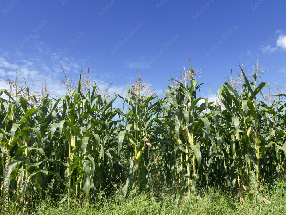 Field of corn growing and blue sky Field of corn growing and blue sky