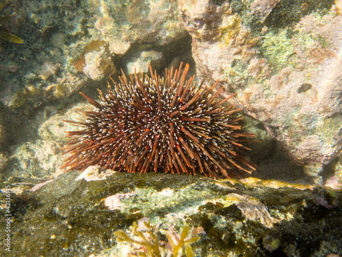 Underwater shot of sea urchin on submerged rocks