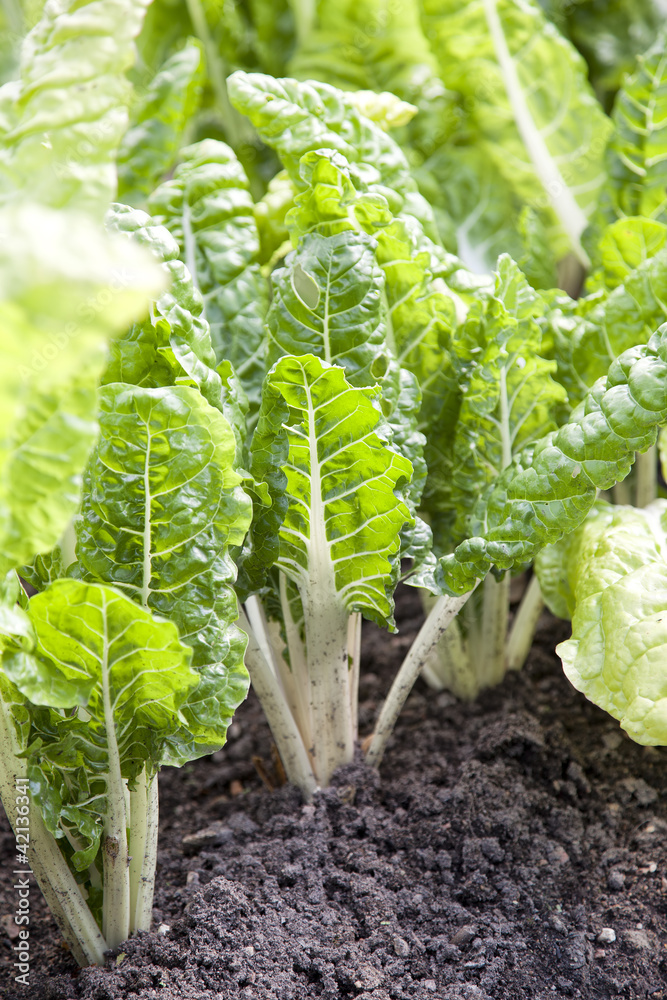 Vegetable patch with beets