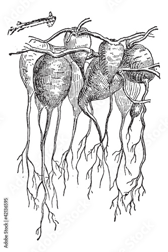 Jalap, underground portion, vintage engraving.
